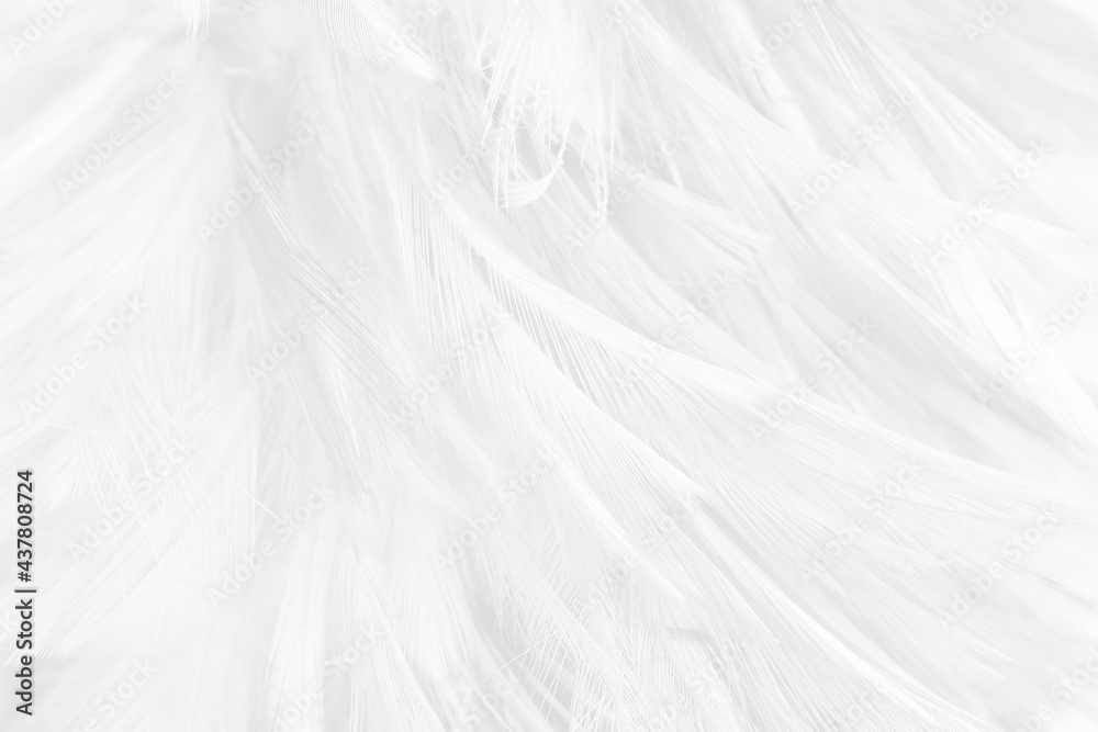 white feather wooly pattern texture background white feather wooly pattern texture background