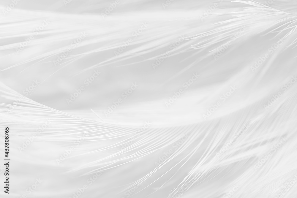 Obraz premium white feather wooly pattern texture background
