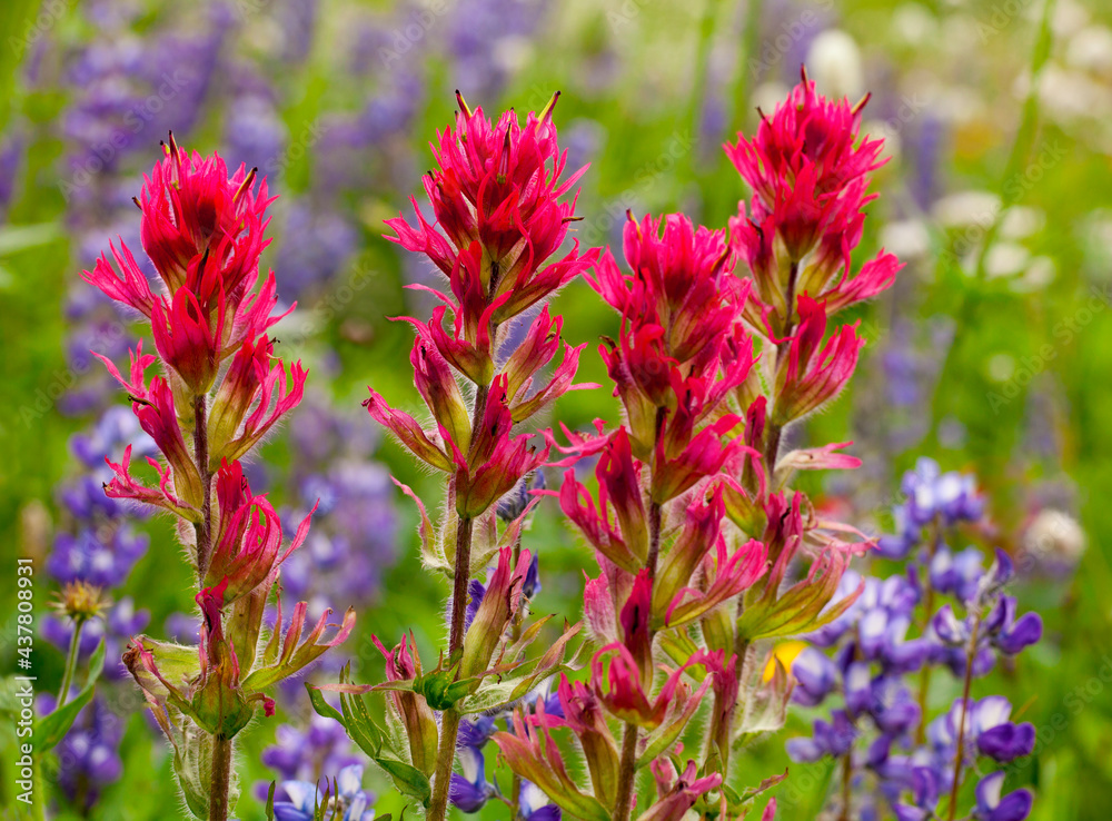 Closeup of delicate Indian paintbrush and purple lupine wildflowers at Mt. Rainier National Park in Washington state Closeup of delicate Indian paintbrush and purple lupine wildflowers at Mt. Rainier National Park in Washington state