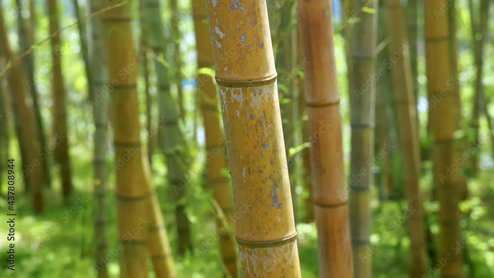 竹林 竹やぶ 竹の葉 竹林 竹やぶ 竹の葉
