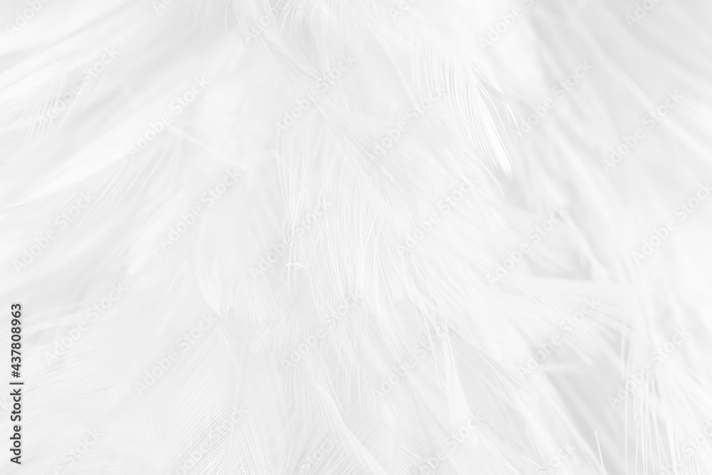 white feather wooly pattern texture background white feather wooly pattern texture background