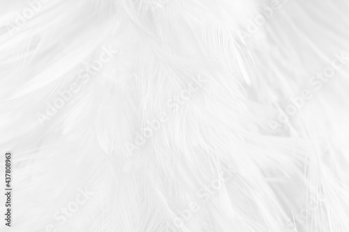 white feather wooly pattern texture background © nadtytok28