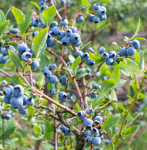 Blueberries on a Bush
