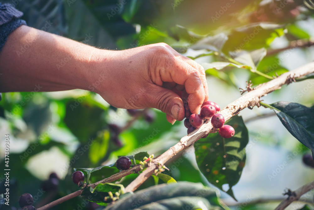 Man Hands harvest coffee bean ripe Red berries plant fresh seed coffee tree growth in green eco organic farm. Close up hands harvest red ripe coffee seed robusta arabica berry harvesting coffee farm Man Hands harvest coffee bean ripe Red berries plant fresh seed coffee tree growth in green eco organic farm. Close up hands harvest red ripe coffee seed robusta arabica berry harvesting coffee farm