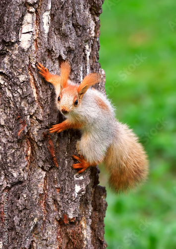 Squirrels in spring in Siberia. A young squirrel caught on the bark of a birch tree. Nature of the Novosibirsk region, Russia © ArhSib