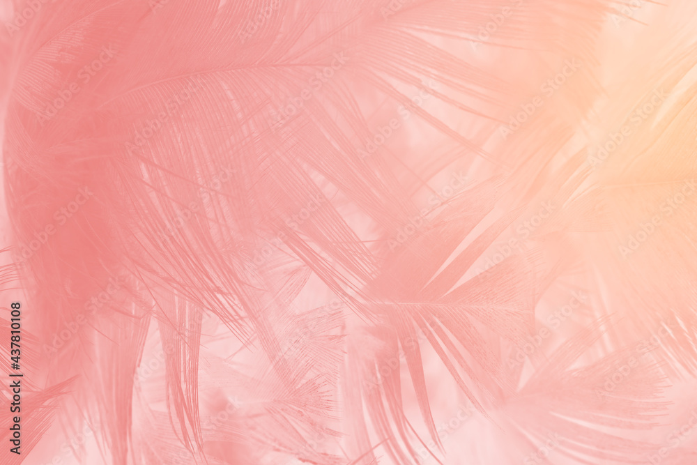 Beautiful light pink feather pattern texture background Beautiful light pink feather pattern texture background