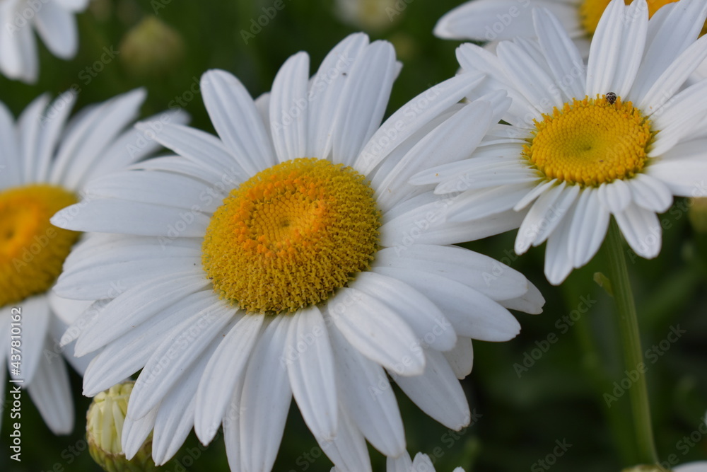 White daisies close-up and for backgrounds. Many beautiful flowers with yellow center, white petals and lushous green stems and leaves. White daisies close-up and for backgrounds. Many beautiful flowers with yellow center, white petals and lushous green stems and leaves.