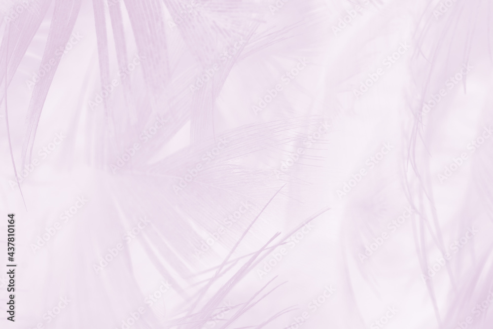 Obraz premium Beautiful soft purple violet feather texture background, pastel trends color