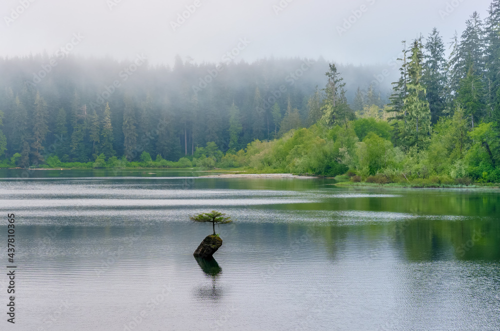 Misty and foggy view of Fairy Lake with its floating tree 
