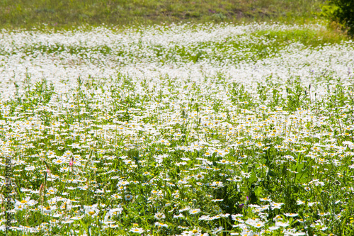 Daisy flowers field, large group of chamomiles