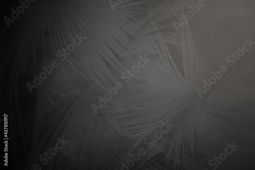 Beautiful dark black feather pattern texture background