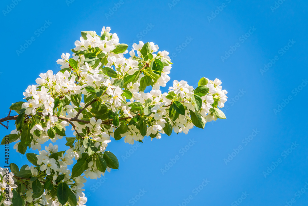 Apple tree branches with white flowers on a background of blue clear sky. Apple tree branches with white flowers on a background of blue clear sky.