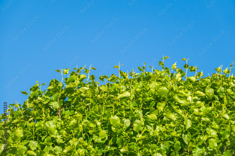 Spring branches with fresh green leaves on a background of blue sky.