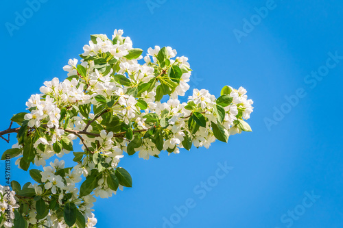 Apple tree branches with white flowers on a background of blue clear sky.