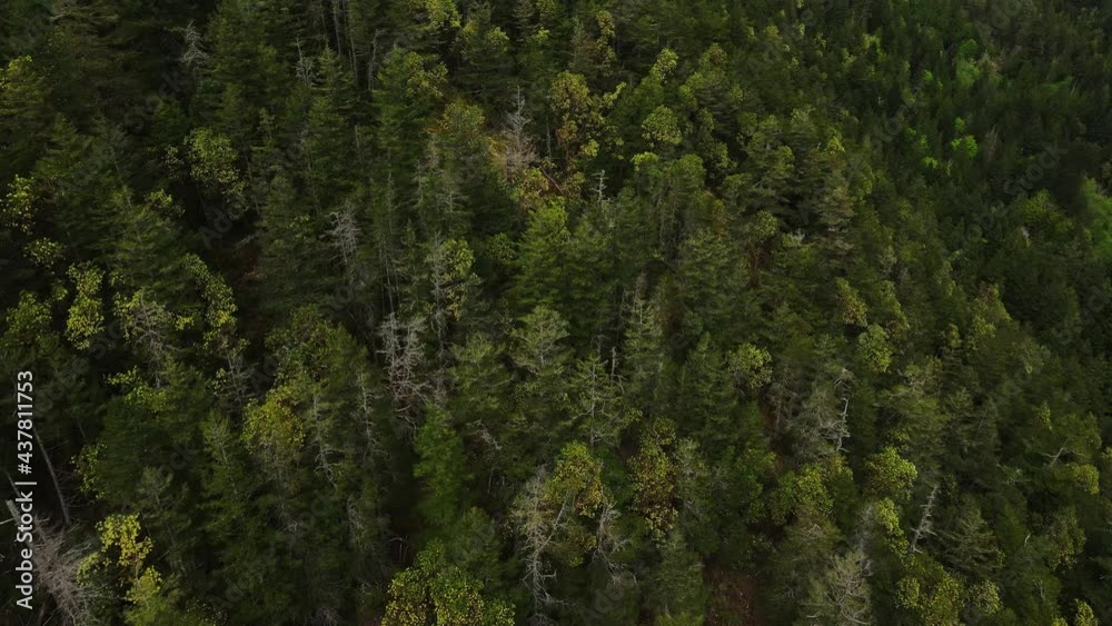 Aerial birds eye shot of forest on Pender Hill in British Columbia. Aerial birds eye shot of forest on Pender Hill in British Columbia.