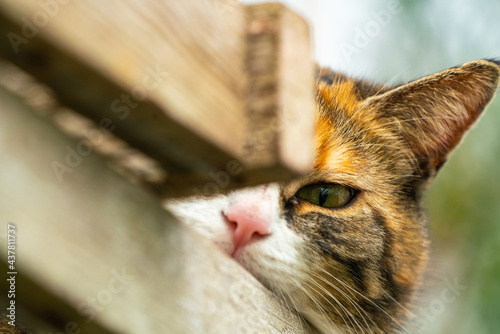 Quadro em tela An Cat lurking