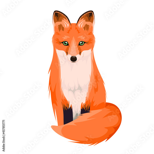 Red fox on a white background. Animals of the forest.