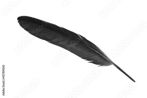black and white feather on white background