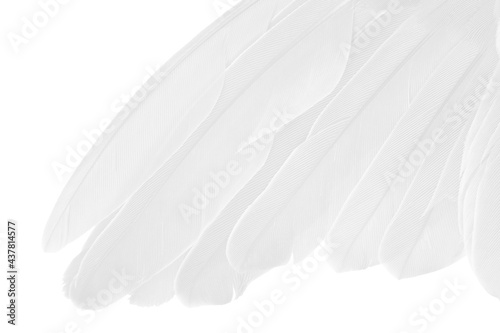 Beautiful wing white feather isolated on white background 
