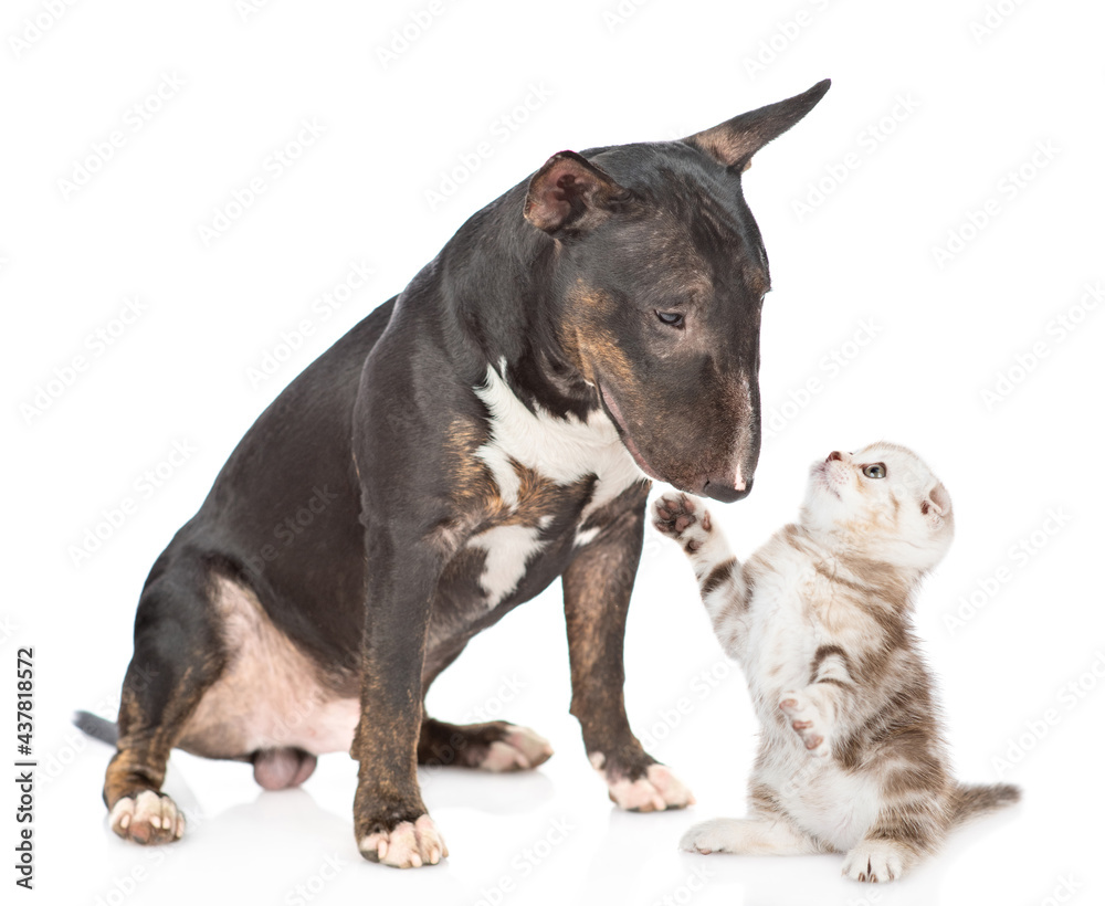 Miniature bull terrier dog sniffs afraid kitten. Pets look at each other. isolated on white background