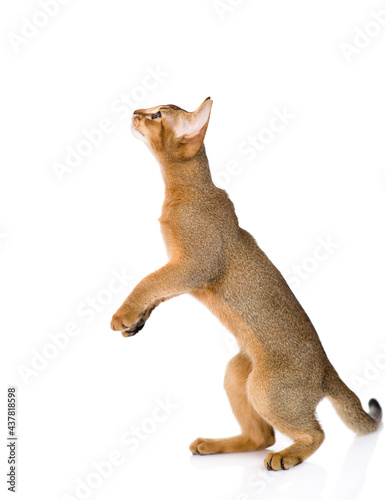 Playful abyssinian young cat stands on it hind legs in profile and looks up. Isolated on white background