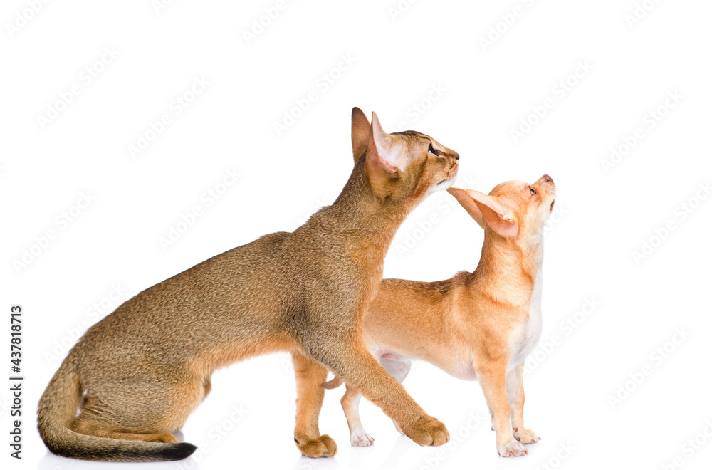 Young abyssinian cat and Chihuahua puppy look up together. Isolated on white background