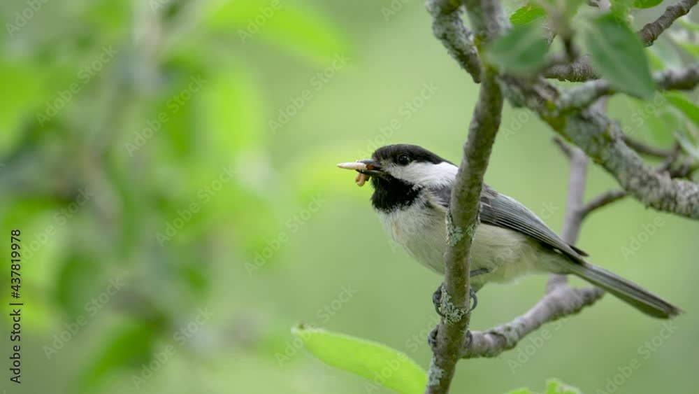 Black-capped Chickadee with mouthful of caterpillars waiting to bring food into nest. Black-capped Chickadee with mouthful of caterpillars waiting to bring food into nest.