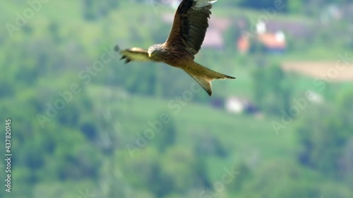 Cinematic aerial track shot of red kite in flight with green forest trees in background. Slow motion view.