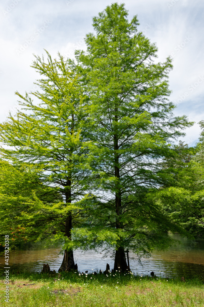 Bald cypress (Taxodium distichum) and its aerial roots at Moshi pond, Sanda, Hyogo, Japan