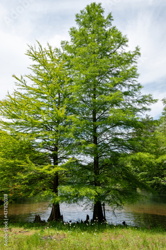 Bald cypress (Taxodium distichum) and its aerial roots at Moshi pond, Sanda, Hyogo, Japan photo