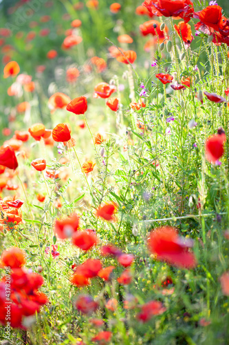 Field flowers Red poppy and daisies flower among green grass on a Sunny day. High quality photo