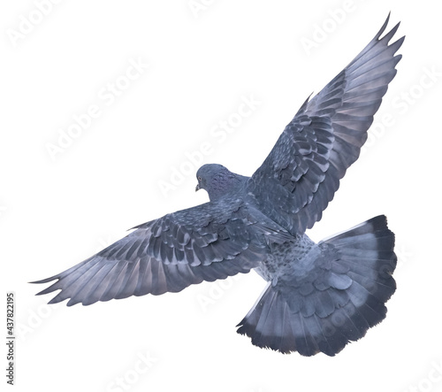 isolated on white light grey dove flight