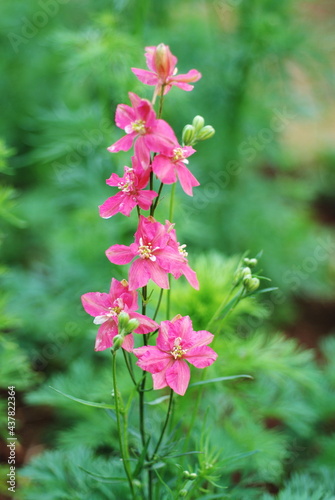 Pink Bellflower, Campanula latifolia L. annual, biennial, perennial plant, dwarf artic and alpine species, large temperate glassland and woodland species growing to 2 metres tall. vary flower colour. 