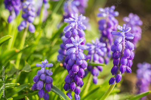 Muscari flower bush in early morning