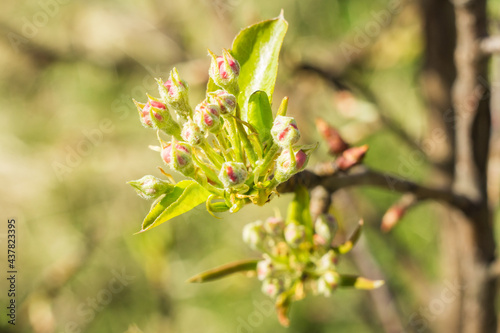 Pear flowers in buds