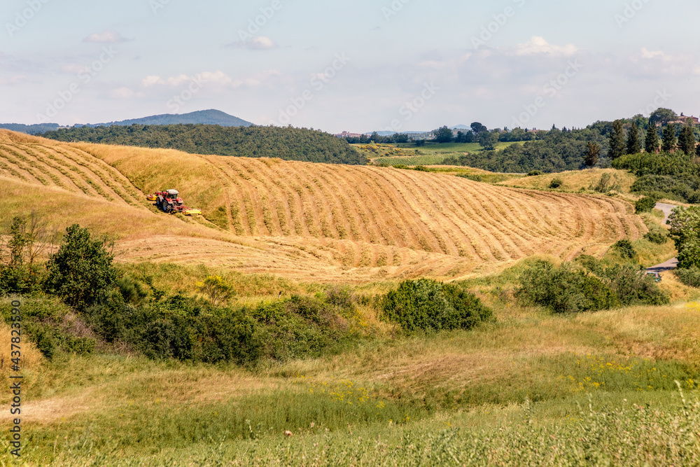 Agricultural panoramic view of Asciano area during harvest time, Siena Province, Tuscany, Italy