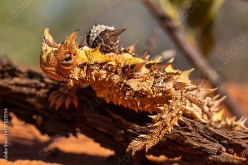 Wild and harmless Thorny Devil around Kalbarri in Western Australia  photo