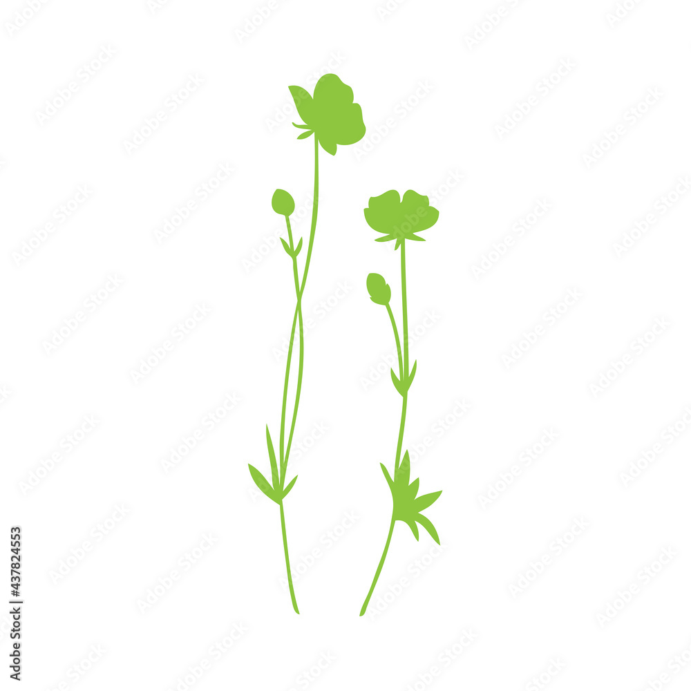 Buttercup flower or Crowfoot vector illustration isolated on white background, decorative herbal green doodle, silhouette for design medicine, wedding invitation, greeting card, cosmetic Buttercup flower or Crowfoot vector illustration isolated on white background, decorative herbal green doodle, silhouette for design medicine, wedding invitation, greeting card, cosmetic