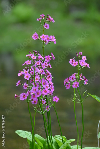 北海道の春、川縁に咲くクリンソウ、Japanese Primrose.