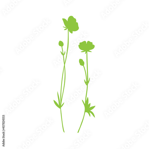 Buttercup flower or Crowfoot vector illustration isolated on white background  decorative herbal green doodle  silhouette for design medicine  wedding invitation  greeting card  cosmetic