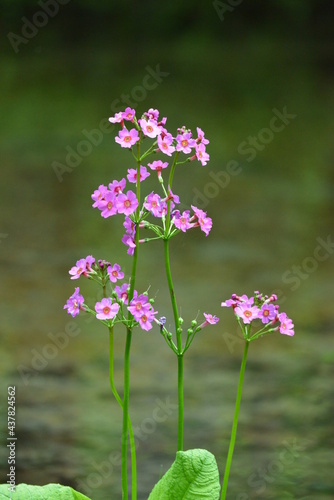 北海道の春、川縁に咲くクリンソウ、Japanese Primrose.