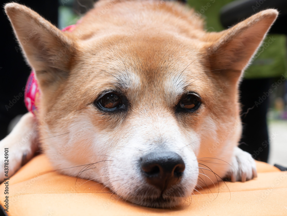 リラックスしてくつろぐかわいい柴犬ワンコ