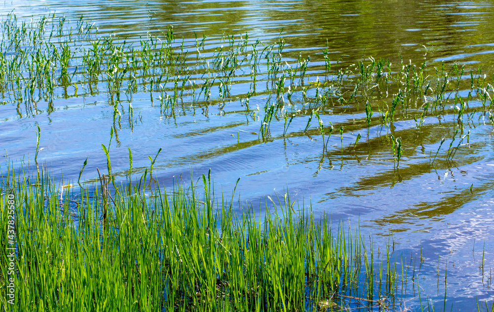 Posil of young grass near the coast of the rustic river. Posil of young grass near the coast of the rustic river.