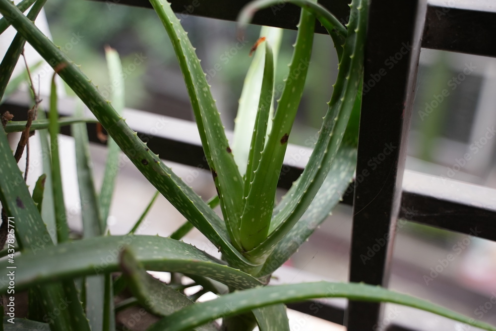 Fototapeta premium An aloe Vera plant in a balcony with metal bars in sunlight 