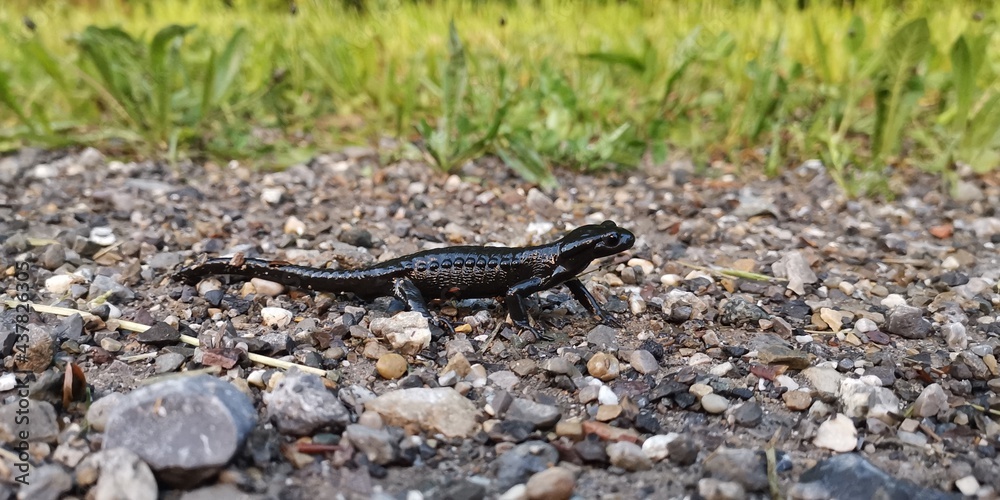 lizard on the rock lizard on the rock