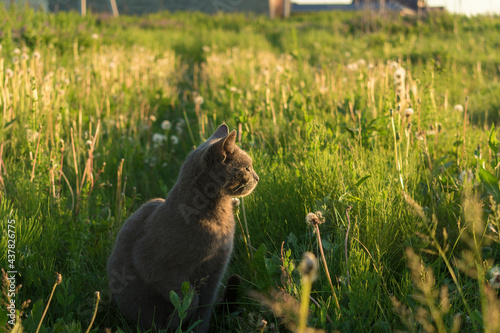 cat in the grass,the cat sits on the grass and looks into the distance, observes. texture, background, postcard 