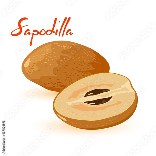 Sapodilla tropical fruit divided on parts. Vector juicy fresh farm organic product, natural food, healthy eating, dietary and vegetarian food idea isolated on white background