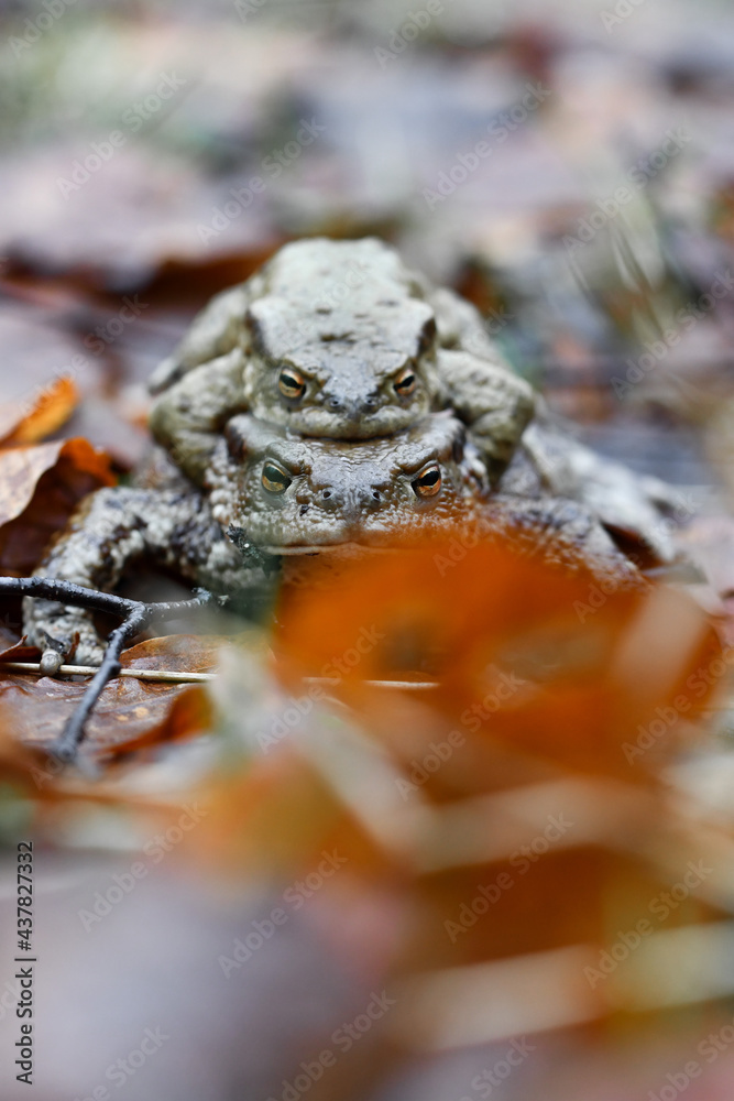 Closeup macro of two toads or frogs mating Closeup macro of two toads or frogs mating
