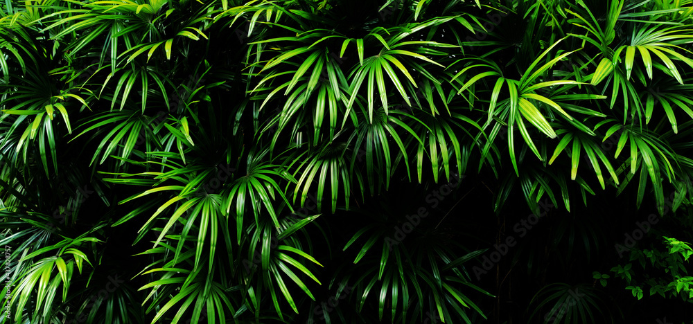 Tropical green leaf Tropical green leaf