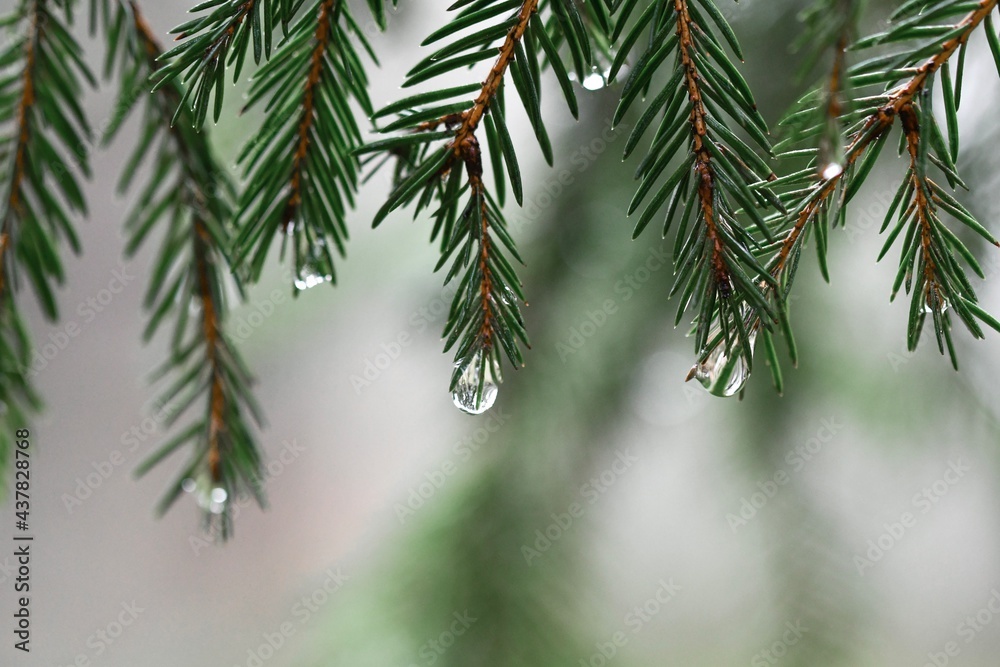 Closeup macro of water drops on fir tree Closeup macro of water drops on fir tree